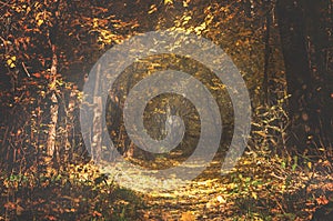 Autumn path trail in the scenic picturesque dark forest. Mood fall landscape