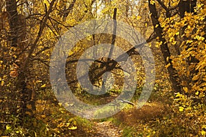 Autumn path trail in the scenic picturesque forest. Mood fall landscape