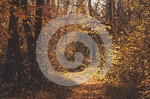 Autumn path trail in the scenic picturesque forest. Mood fall landscape