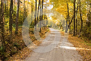 Autumn path winding through the woods