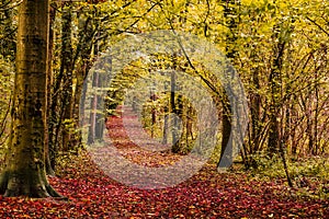 Autumn path in woodland