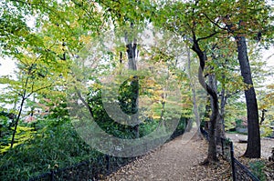 Autumn Pathway in the forest