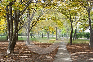 Autumn pathway 2