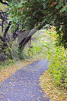 Autumn pathway into the woods.