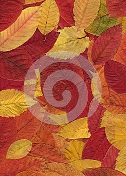 Autumn pattern