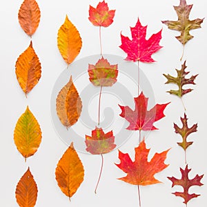 Autumn pattern composition of colorful leaves and pumpkins.