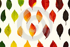 Autumn pattern with dry fallen leaves green to red color gradient