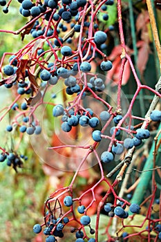 Fruits of grape ivy - autumn season