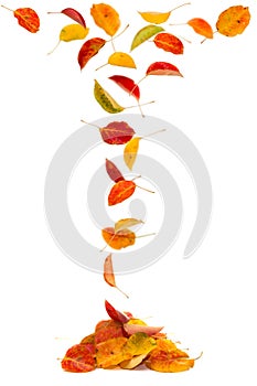 Autumn pear leaves falling