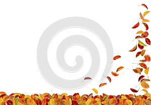 Autumn pear leaves falling