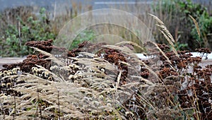 Autumn perennial flowerbed are sad but beautiful. their fertility spews out the seeds and acts aesthetically with the yellow leave photo