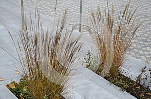 Autumn perennial flowerbed are sad but beautiful. their fertility spews out the seeds and acts aesthetically with the yellow leave