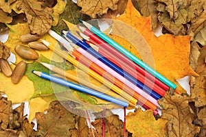 Autumn photo. Pencils, acorns and leaves of maple and oak.