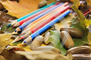 Autumn photo. Pencils, acorns and leaves of maple and oak.
