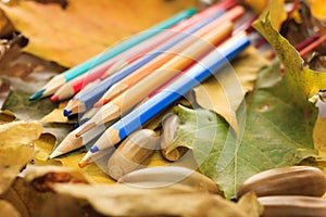 Autumn photo. Pencils, acorns and leaves of maple and oak.