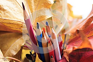 Autumn photo. Pencils, acorns and leaves of maple and oak.