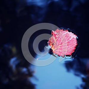 Autumn photo. Red aspen leaf floating on the water