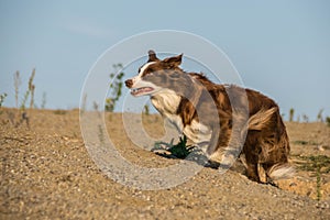 Autumn photo of running brown and white border collie in sand.