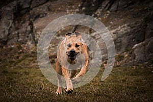 Autumn photoshooting with dog breed boerboel in the park.