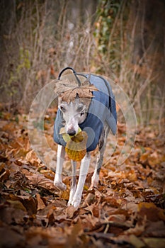 Autumn photoshooting with dog breed whippet in the park.