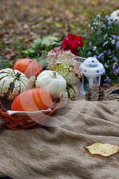 Autumn picnic with basket, flowers and pumkins