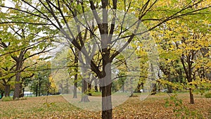 Autumn picturesque park landscape. Autumn trees with yellowed foliage in Central Park NYC.