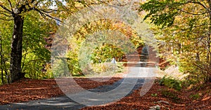 Autumn picturesque path