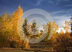 Autumn picturesque place. The setting sun paints the trees Golden