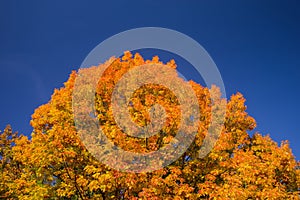 Autumn pin oak with red and yellow leaves