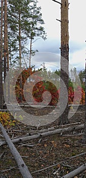 Autumn pine forest