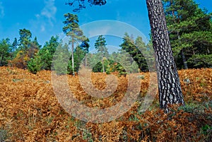 Autumn in a pine forest