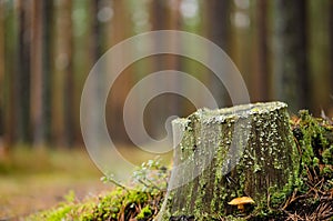 Autumn pine forest