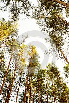 Autumn pine forest, bottom view. Pine tree trunks against the sky in sunlight. Bright forest autumn landscape.