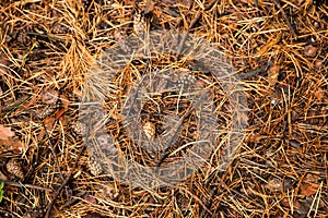 Autumn pine Forest floor texture