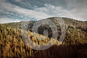 Autumn Pine trees and hills landscape in Poland.