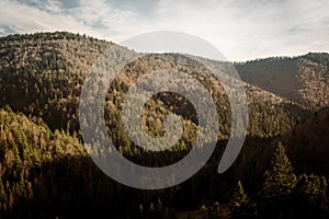 Autumn Pine trees and hills landscape in Poland.