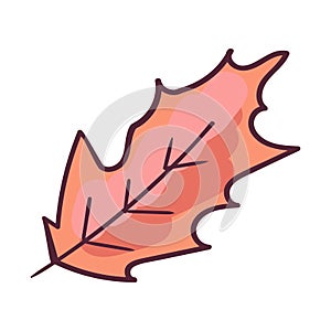 Autumn Pink Color Tree Leaf Foliage Illustration