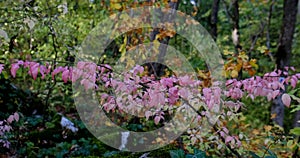 Autumn pink leaves on the branches of a tree close-up nature video