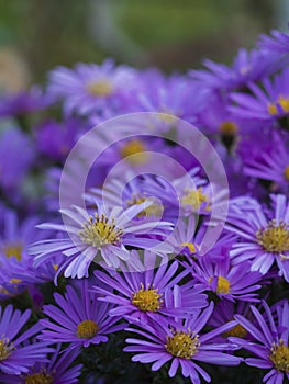 Autumn pink symphyotrichum flowers background. Aster dumosus Symphyotrichum dumosum,Bushy aster. Blooming bush aster in the rays
