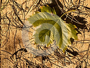 Autumn plane tree leaf