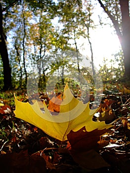 Autumn planetree leaf felt on the forest ground