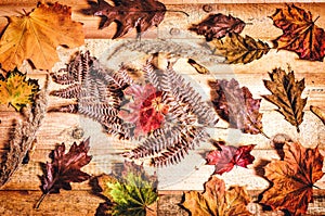 Autumn plant and board background.