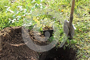 Autumn planting berry bushes