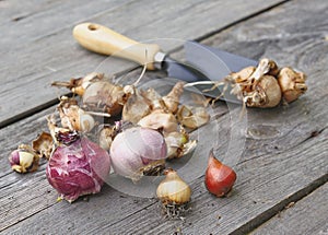 Autumn planting of flower bulbs in the ground