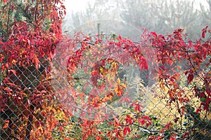 Autumn plants on fence