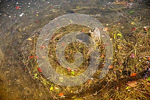 Autumn plants floating in a water background