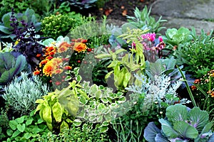 Autumn plants in fresh bed