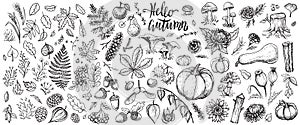 Autumn plants vector sketches. Hand drawn set of harvest, leaves and seasonal fall flowers.