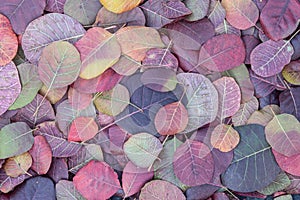 Autumn plum tree leaves in pile background