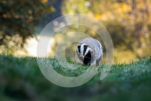 Autumn poetry. Close-up portrait of a badger in its natural habitat.